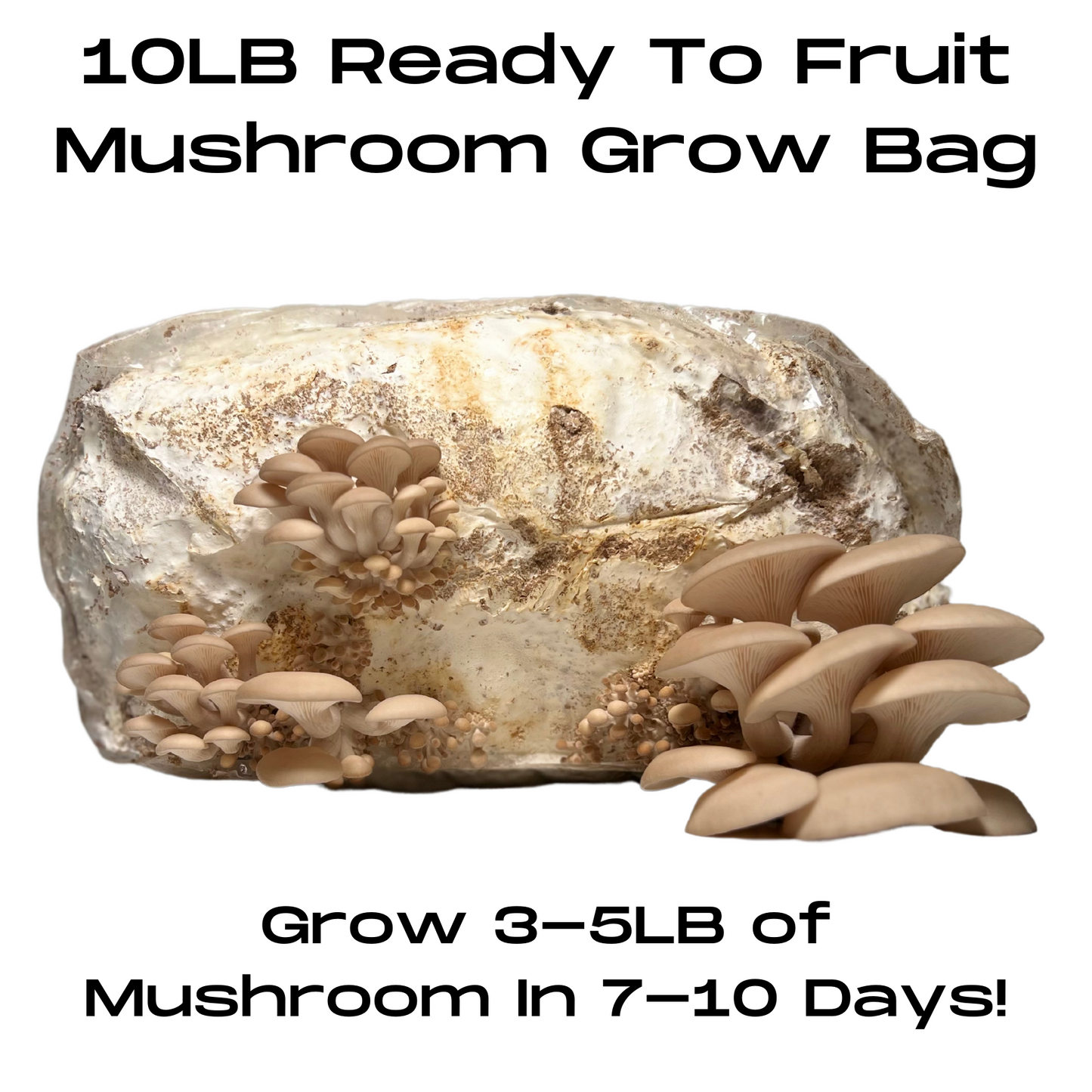 10 LB Ready-To-Fruit Gourmet Mushroom Grow Bags