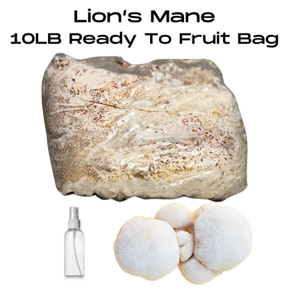 10 LB Ready-To-Fruit Gourmet Mushroom Grow Bags